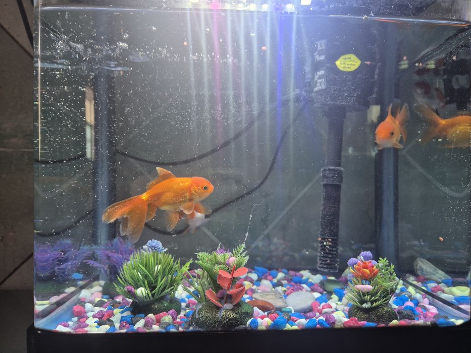 Аквариум с рыбками