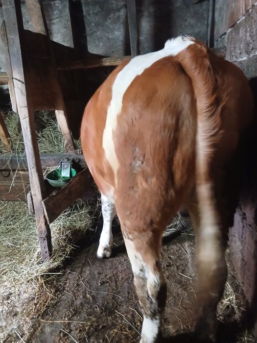 Animale jurincă de 1 an și o vitică de 8 săptămâni  mai multe detalii la nr de telefon