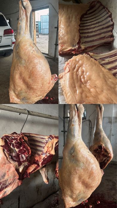 Продам конину молодую с откорма