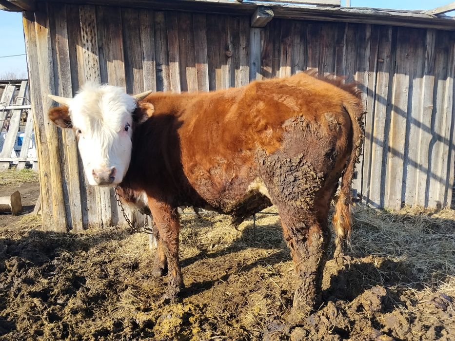 Продам быка, 1 год