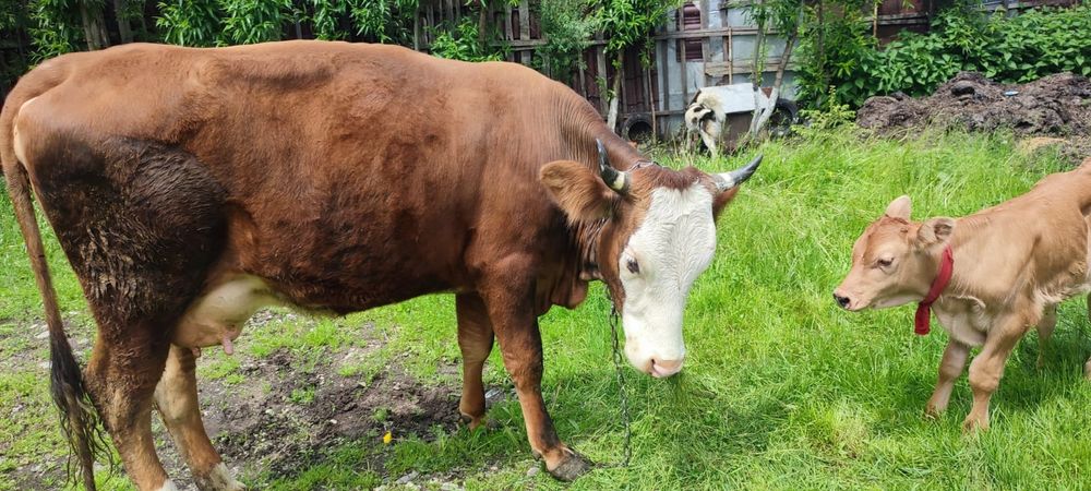 Vaca de vânzare tânără