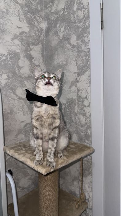 Кошка Косоглазка в добрые руки