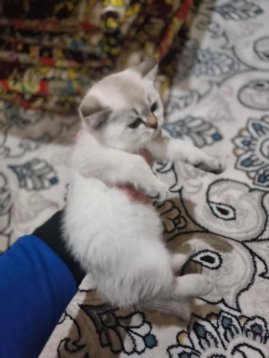 Shinshilalar sotiladi 2dona qorasi va oq ikkalasi teng bir xil