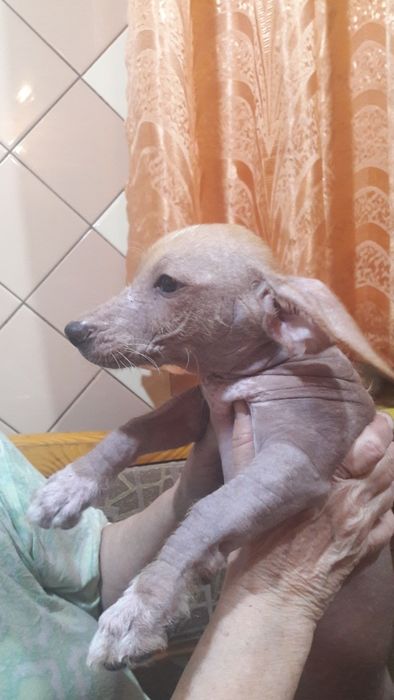 Порода китайская хохлатая