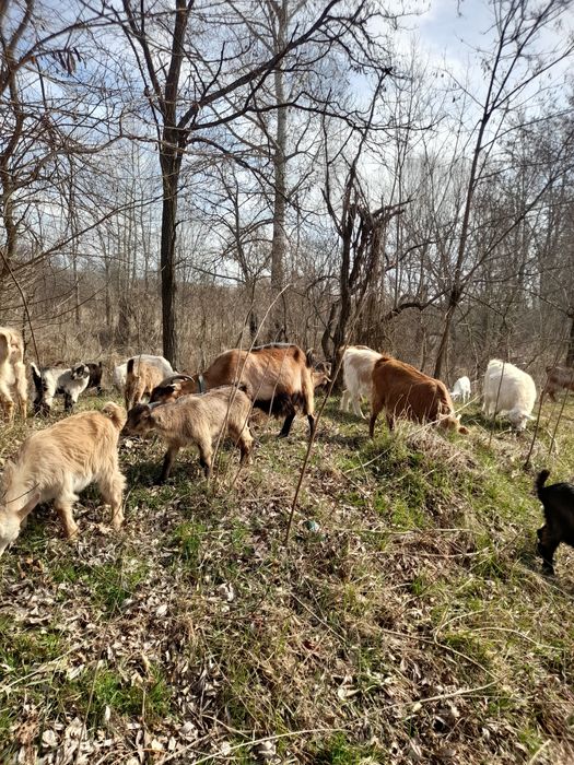 Vand capre bune de lapte cu iezi după ele in Copqcioasa  Gorj