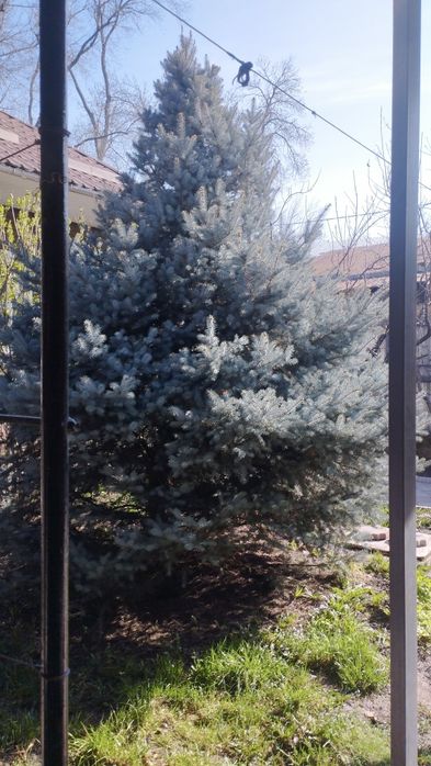 Голубая ель 3-4м