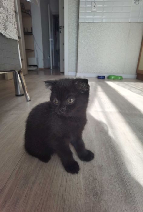 Продаются британские котята