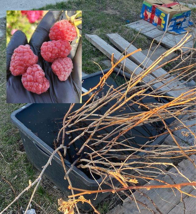 Саженцы крупной малины
