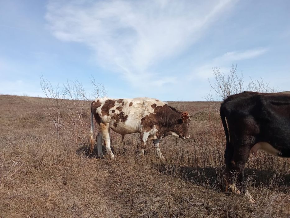 Продам быка симентал