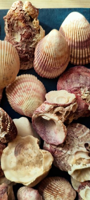 Ракушки с Черного моря