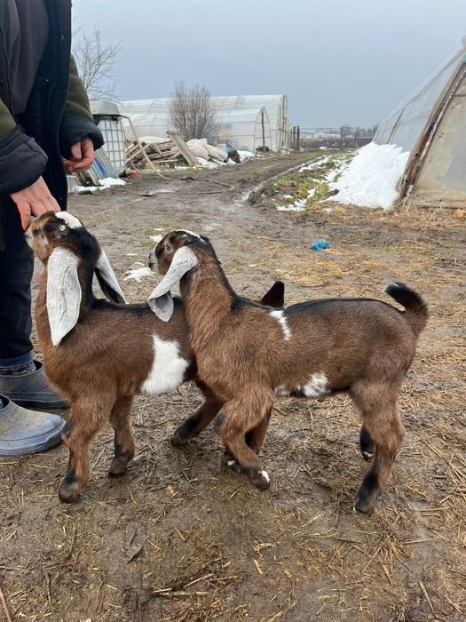 Vând doi țăpișori și o ieduță Rasa Anglo Nubiana,în vârstă de o lună