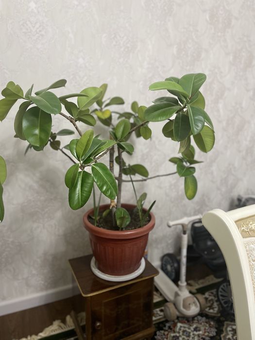 фикус куп йиллик хона гуллари