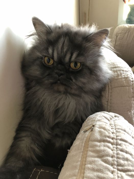 Котка