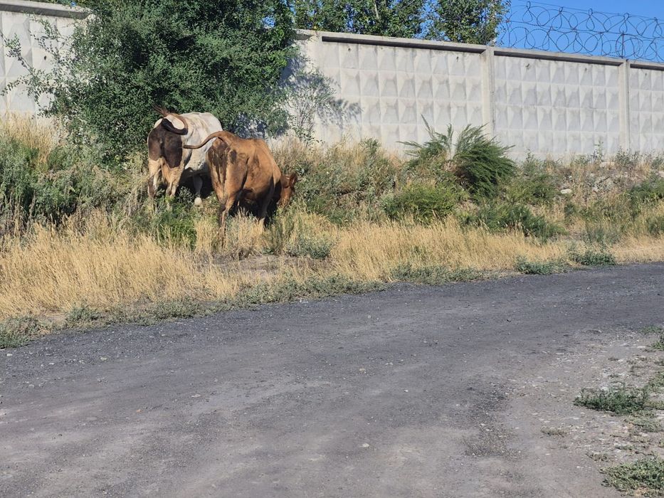 Продам коров 4 головы