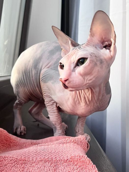 Вязка кошки ПЕТЕРБОЛД сфинкс