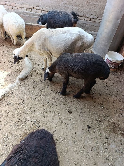 Shirboz Barra 3 oylik