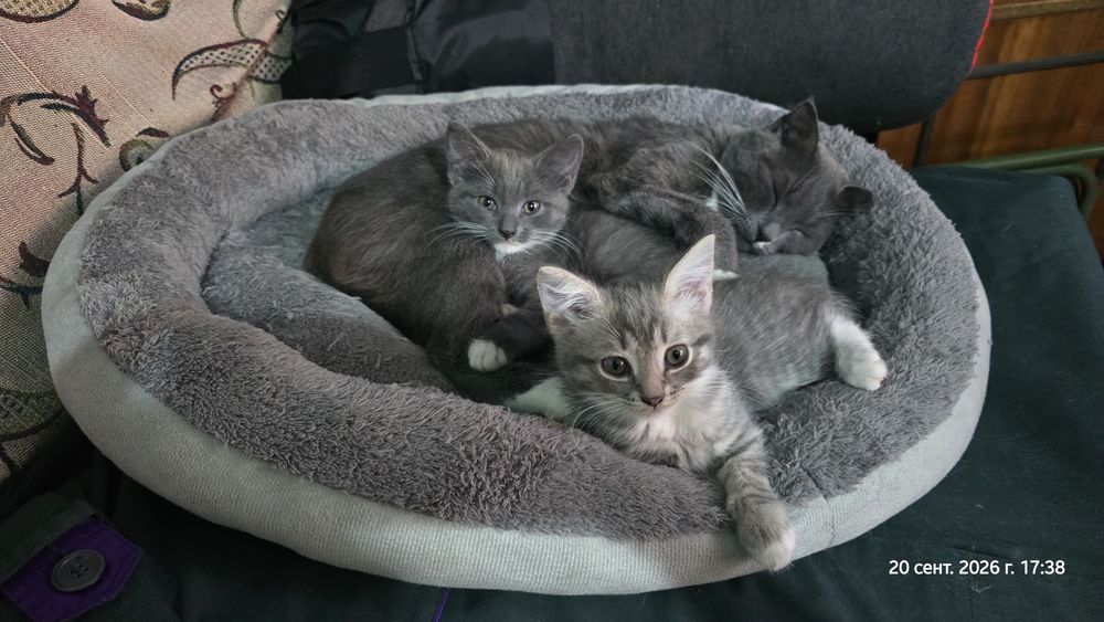 Отдам котят девочки