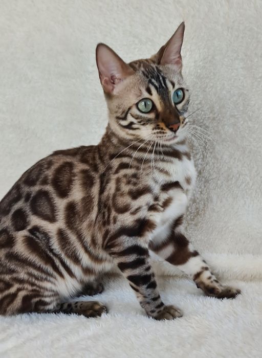 Мини леопард для вас!