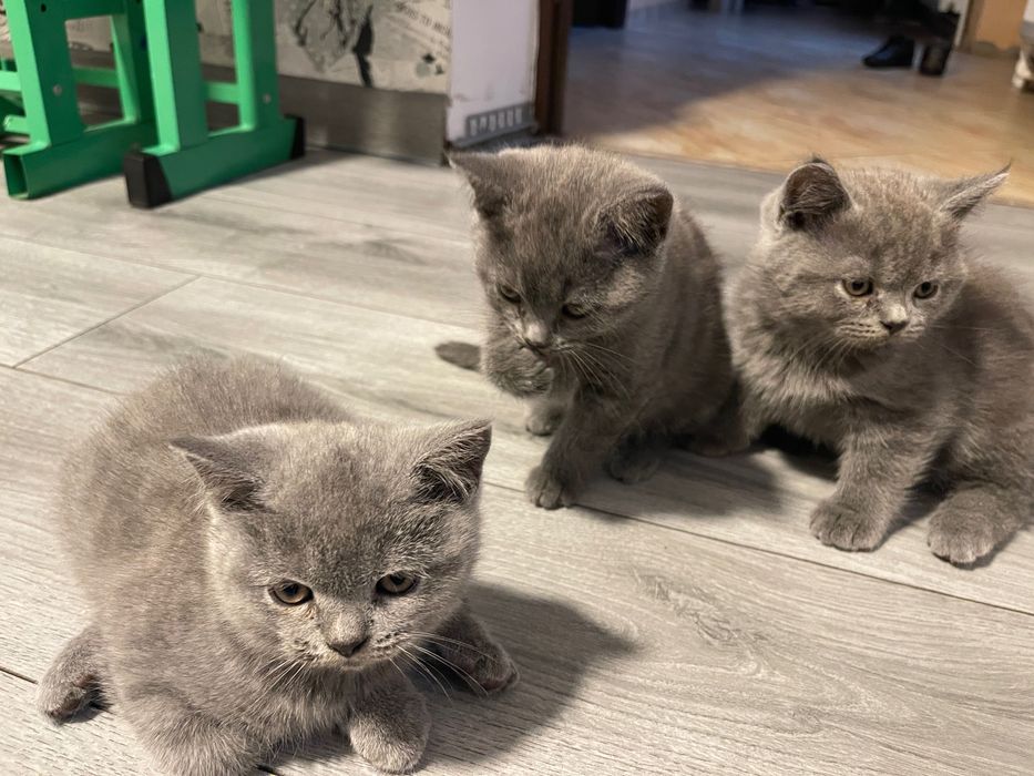Animals de companie