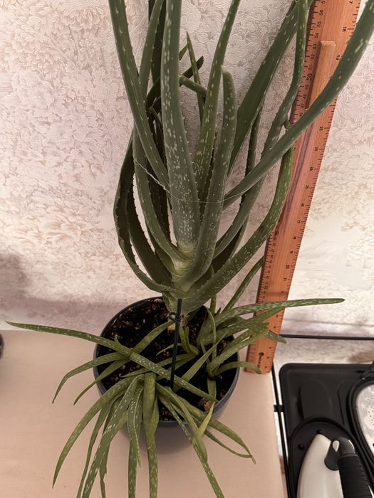 Продам растение Алоэ вера