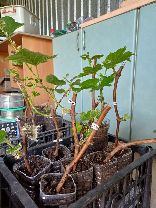 Саженцы винограда