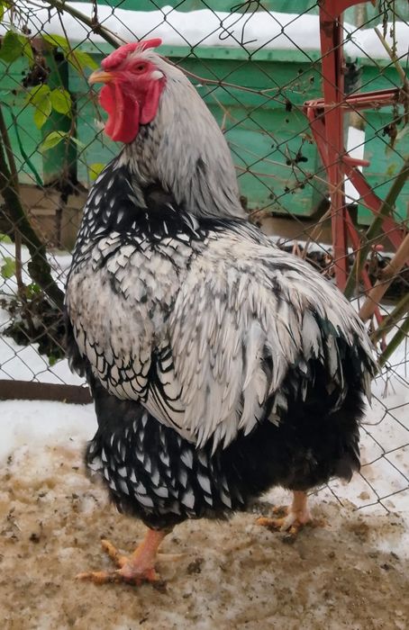 Vînd Cocoși de Rasă Tineret 2025.