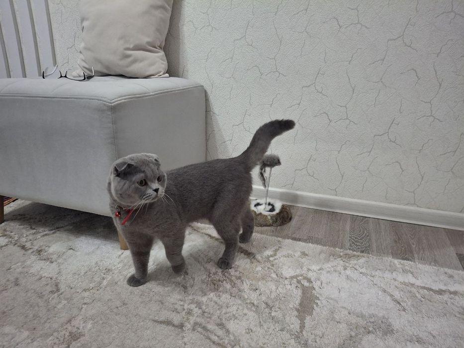 Продаются породистые котята.