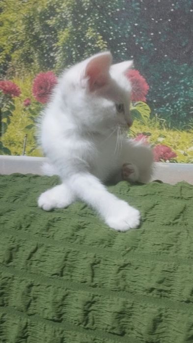 Котенок Турецкой ангоры остался один мальчик