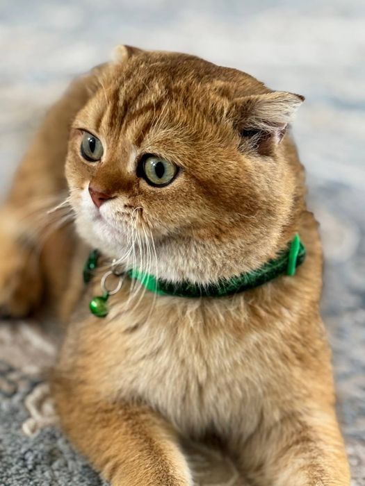 Musiqa oqituvchisi bilan jinsiy aloqa