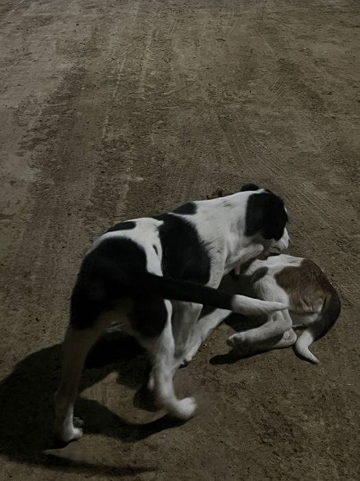 Собака алабай на продаже