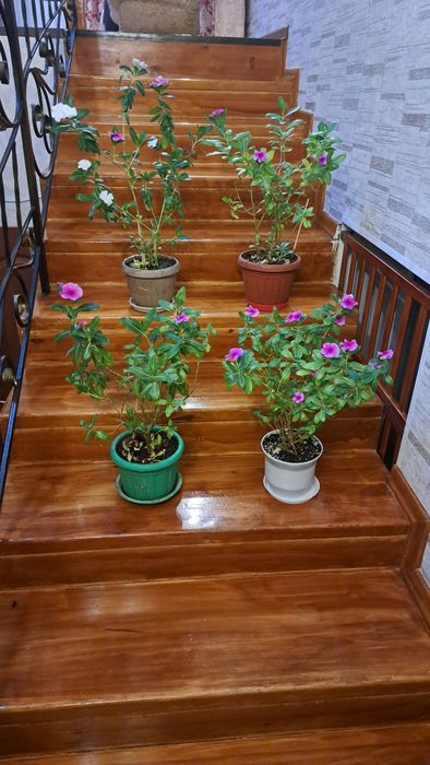 Катарантус  розовый