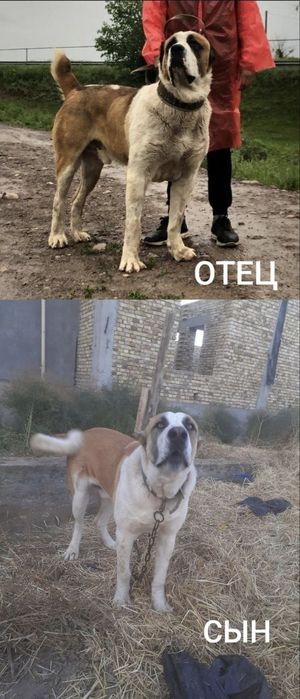 Продаётся щенок золотого