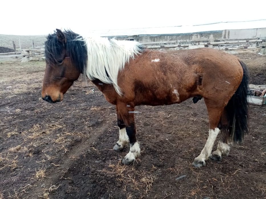 Продам рабочую лощадь