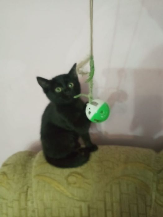 Котейка, девочка  крысоловка