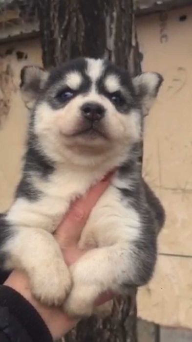 Голубоглазая милашка