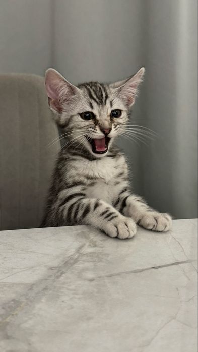 Продам котенка Бенгал мальчик