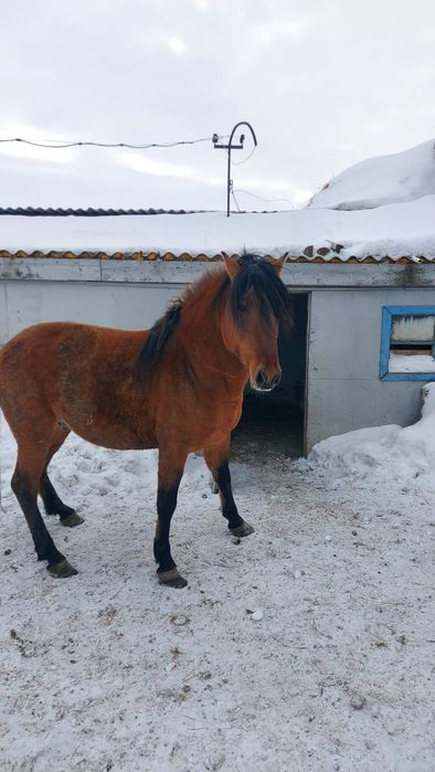 Жеребец башкир на племя