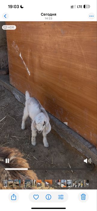 Еркек лақтар сатылады 1 айлық