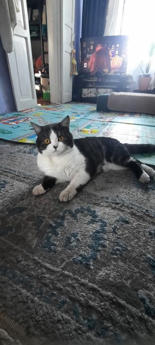 Вязка Шотландский скоттиш-страйт