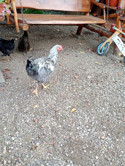 Vând 13 cocoși foarte frumoși