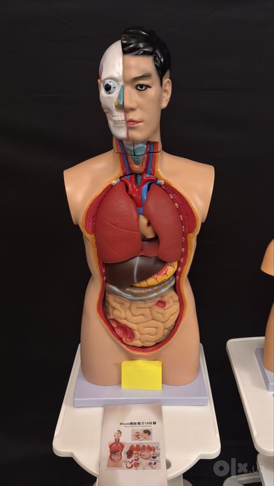 Анатомический ТОРС макет 85 см 19 частей.Anatomik Tors 85 sm 19 chasty