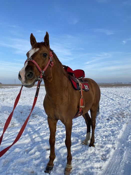 Бағасы 950мың жорғасы чотки