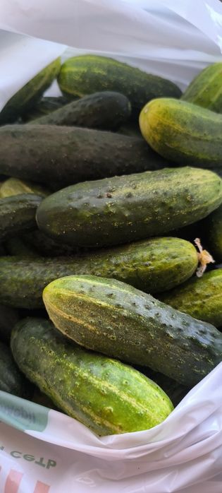 Продам Домашние огурцы