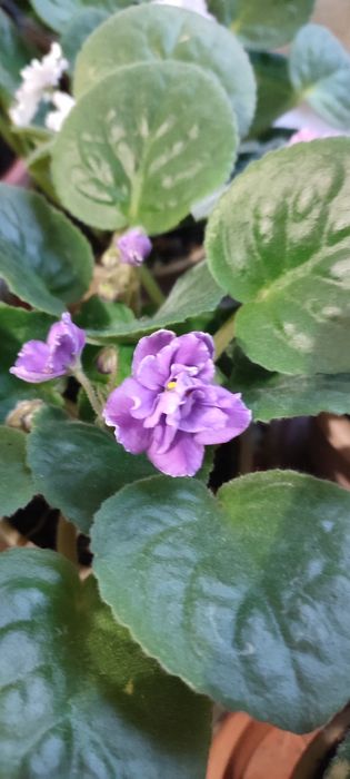 Продам фиалки комнатные.