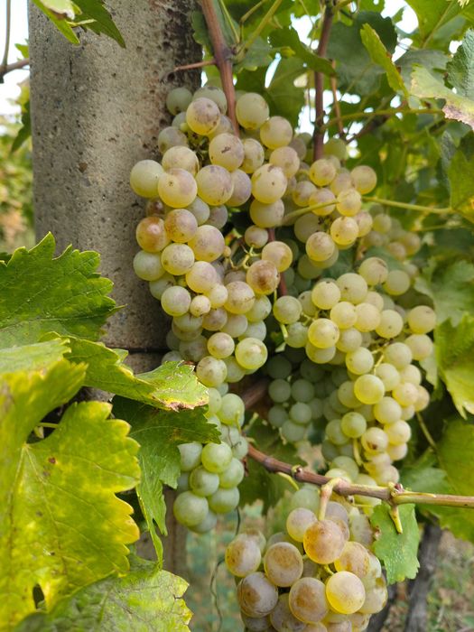 Vand struguri pentru vin