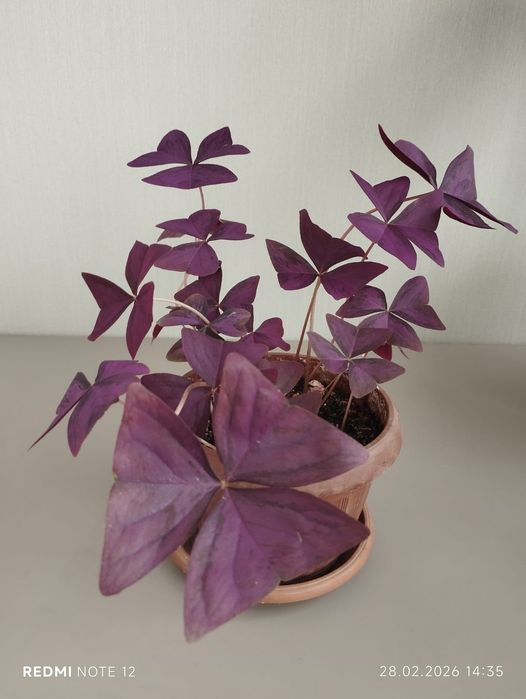 Оксалис - бабочка