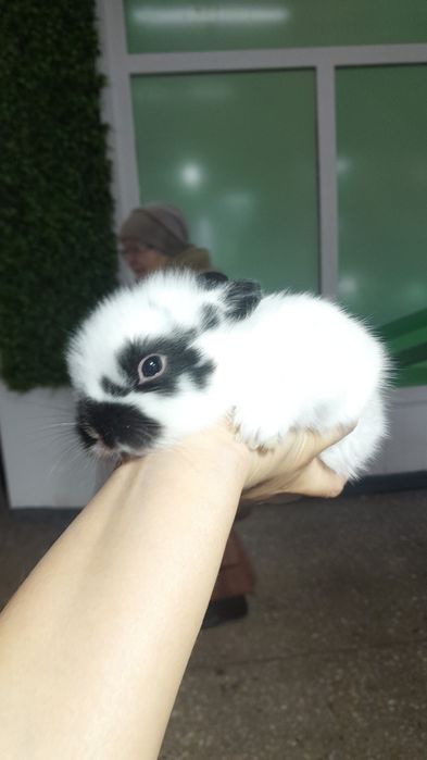 Кролики декоративные