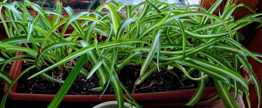 Продам комнатные цветы