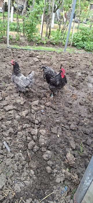 Vând Cocoș si gaini australorp
