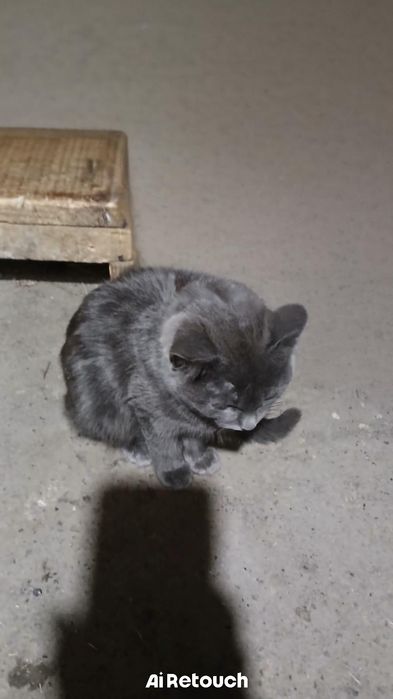 Отдам кошку в хорошие руки!!!